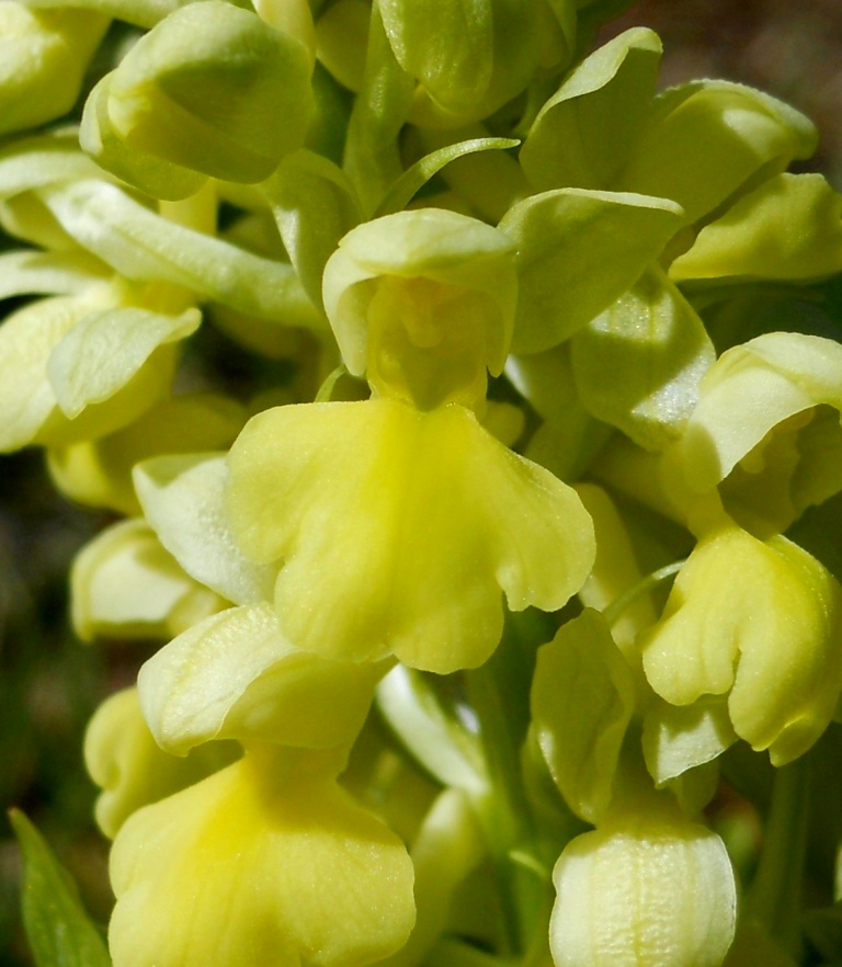 da identificare: Orchis pallens